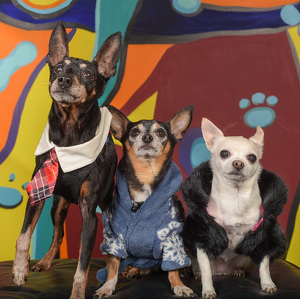 Fundraising Page: Jay Ponagai